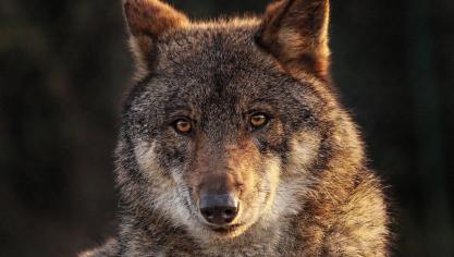 De Nederlandse provincie Utrecht heeft het akkoord gevraagdom een ‘probleemwolf’ af te mogen schieten.