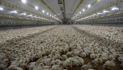 De vergunning van een pluimveehouderij met plaats voor 40.000 vleeskuikens zal moeten voldoen aan de strengere uitstootnormen van de nieuwe richtlijn Industriële Emissies.