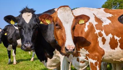 De Belgische melkprijs bij Vreugdenhil Dairy Foods bedraagt voor april 52,54 euro per 100 liter melk, zonder btw.