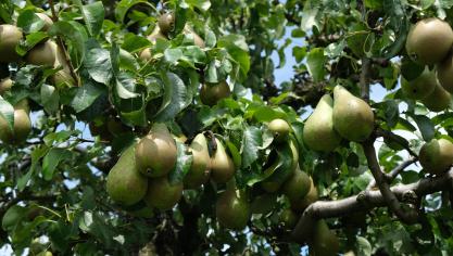 Zowel de Belgische peren- als de appelenoogst wordt dit jaar gevoelig lager ingeschat.