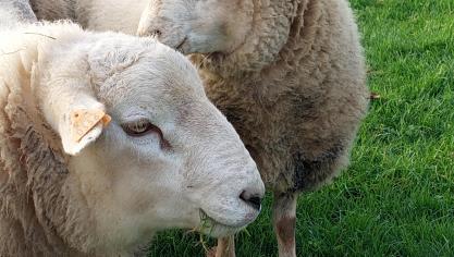 Door de schapen- en runderveehouderij te erkennen als sectoren in crisis, maakt Clarinval het beheer van aanvragen voor uitstel of vrijstelling van socialezekerheidsbijdragen gemakkelijker.