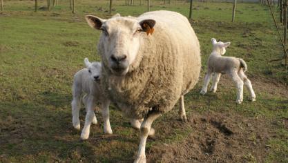 In Nederland grijpt het blauwtongvirus snel om zich heen.