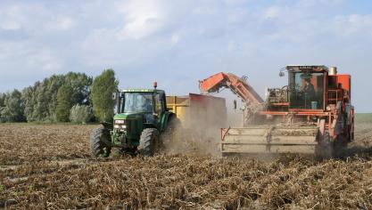 Aardappelproductie in de EU kende een kleine stijgingin 2023.