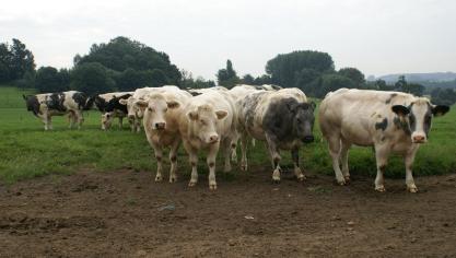 De gemiddelde prijs van BWB-koeien blijft gemiddeld 3,9 tot 4,25 euro per kg levend.