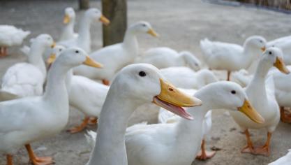 Het Franse ministerie van Landbouw en Voedselonafhankelijkheid kondigt aan dat er een nieuwe vaccinatiecampagne start tegen de hoogpathogene vogelgriep op eendenhouderijen.