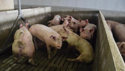 In totaal verdwijnt bijna 9% van de totale hoeveelheid Nutriëntenemissierechten (NER) in Vlaanderen.