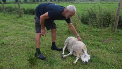 Dit schaap was zo verzwakt dat het niet meer kon rechtstaan. Waarschijnlijk sterft het vanavond nog, mijmert John Vermetten.