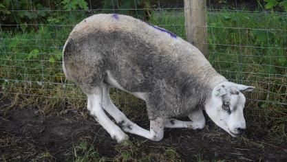 Schapen met blauwtong lopen kreupel.