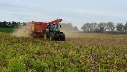 De Belgapomnotering bedraagt 125 euro per ton (zonder BTW) voor vroege aardappelen.