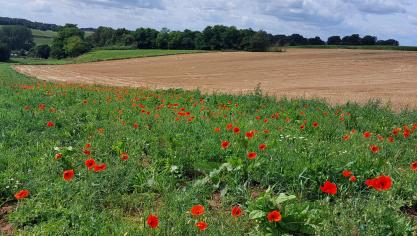 Natuurlijk Boeren vzw dagvaardt de Vlaamse overheid en stapt naar het Grondwettelijk Hof.
