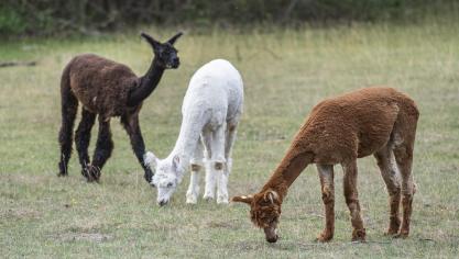 Het blauwtongvirus rukt nu ook op bij gezelschapdieren zoals alpaca