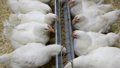 Vandaag de dag is de standaardkip de meest duurzame productie op het vlak vaneconomie en CO2-voetafdruk.