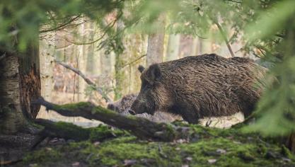 Ook in Italie breidt het gebied met Afrikaanse varkenspest bijwilde zwijnen alsmaar uit. Dit jaar zijn er in heel Italië al 1.136 besmette wilde zwijnen gevonden