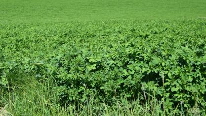 De inzaaidatum van vanggewassen voor groenten en uien is verlengd tot 15 oktober en voor maïs en late aardappelen tot 31 oktober.