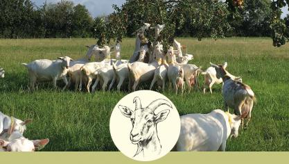 Op zaterdag 7 september van 10 tot 18 uur ben je welkom bij geitenboerderij en kaasmakerij ’t Reigershof in De Haan.