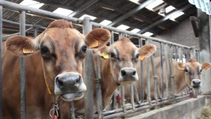 Bepaalde rassen zouden voornamelijk A2-melk produceren, waaronder het Jersey-ras.