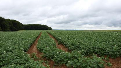 Belgapom meldt op 6 september een Belgapomnotering van 125 euro per ton (zonder BTW) voor vroege aardappelen. Dat is dezelfde prijs als de vorige weken.
