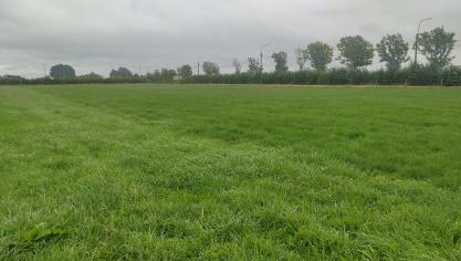 De scheidingslijn tussen de percelen rietzwenkgras en Engels raaigras in de beweidingsproef met jongvee is goed te zien.