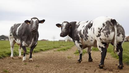 Hittestress heeft grote gevolgen voor  de vruchtbaarheid van vleesvee.