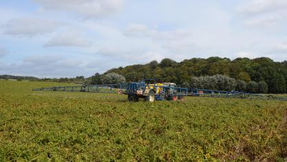 Afhankelijk van de evolutie van het perceel wordt het tijd om aan de loofdoding in aardappelen  te denken.