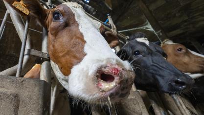 Sinds het blauwtongvirus in ons land is opgedoken zijn ongeveer 23.000 schapen en 36.000 runderen overleden aan de gevolgen ervan.