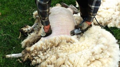 In 2023 waren er afgerond 20.000 schapenhouders in Duitsland. Die houden 1,8 miljoen schapen. De export van Duitse scheerwol naar China vertegenwoordigde in 2023 een volume van 123 ton.