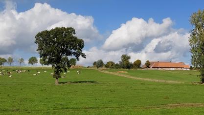 Transitie is geen andere methodiek van landbouw, maar een totaal ander ondernemerskader waarbinnen de veehouders hun bedrijfsdoel gaan moeten realiseren , stelt Riccy Focke.