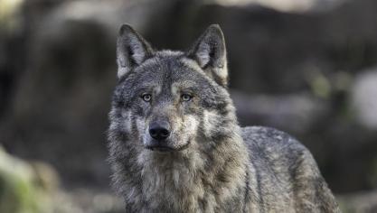 Europese landbouworganisaties Copa en Cogecazien eindelijk mogelijkheden om wolvenpopulatie te ‘managen’.