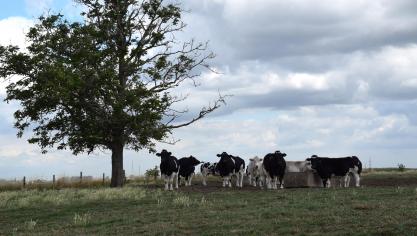 Volgens minister Demir ontving de VLM 277 bezwaren van landbouwers die niet akkoord gaan over het aantal nutriëntenemissierechten dat op hun bedrijf wordt geannuleerd.