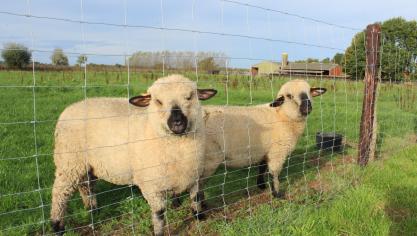 Volgens federaal minister van Landbouw David Clarinval (MR)zijn er in ons land al ongeveer 23.000 schapen overleden aan blauwtong.