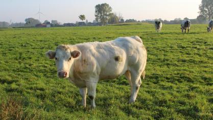 Indien voor grondaankopen voor de natuur- of bosrealisatie overheidsmiddelen worden gebruikt dan worden deze gronden aan de schattingsprijs eerstaangeboden aan actieve landbouwers die, in geval van aankoop, deze gronden ook effectief in (landbouw)gebruik nemen.