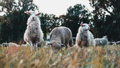Vooral met veehouders blijft het moeilijk om te praten over het doden van dieren.