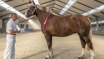 Sully Van Belle, met als eigenaar Van Renterghem Bernard, werd tijdens deze prijskamp uitgeroepen  tot dagkampioene van het Vlaams paard 2024.
