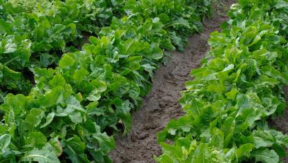Professionele telers kweken witloofwortels op ruggen. In natte en zware bodems kan men ook in de moestuin best op ruggen telen.