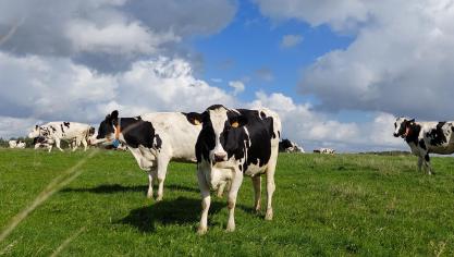 Check bij het opstallen het best steeds je veestapel op parasitaire aandoeningen.