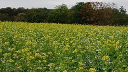Opgelet voor de bloei van groenbemesters na bietenzaden die sinds 2019 met neonicotinoïden behandeld zijn.