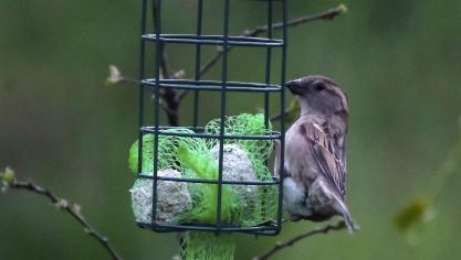 Ook vogels ondervinden schade van neonicotinoïden, zo stelt nieuw onderzoek door WUR.