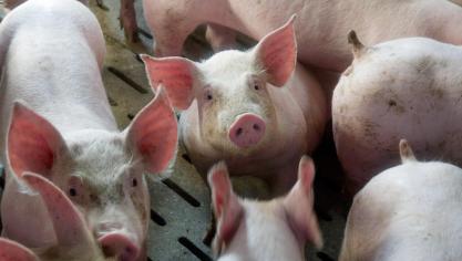 Tot nu toe hebben 175 varkensbedrijven zich laten uitkopen met de vrijwillige uitstapregeling die de vorige Vlaamse regering in het leven riep.