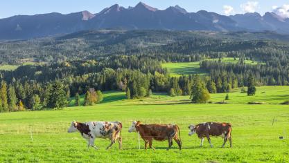 Polen wordt meer en meer hét zuivelland van Oost-Europa.