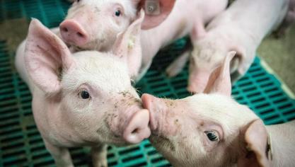 De conclusie die uit het onderzoek van de Vlaamse bloedstalen wordt getrokken, is dat er een significante relatie is tussen werken in de varkenssector en het hebben van antistoffen tegen hepatitis E.