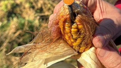 Een vandaal had in willekeurige maïskolven lange nagels verstopt, zodat de maïs niet kon geoogst worden.