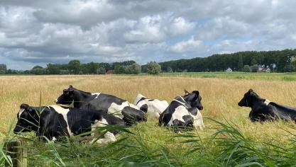 Meer beweiding vormt een onderdeel van de circulaire visie van Kurt Sannen (INBO)voor de melkveehouderij van de toekomst.