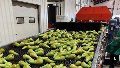 Biostimulanten verhogen de gewasopbrengst bij peer en bij andere gewassen.