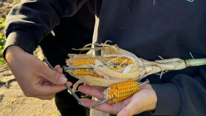 In een maïsperceel nabij Zedelgem werden lange nagels in de kolven ontdekt.