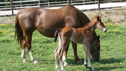 De Vlaamse paardenwereld kreeg een duidelijke plaats in het nieuw Vlaams regeerakkoord.