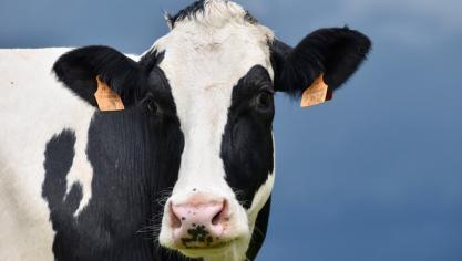 De Franse minister van Landbouw heeft 2 miljoen extra vaccins besteldin de strijd tegen BTV3.