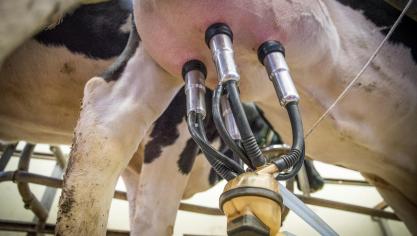 Het labo van het Melkcontrolecentrum (MCC) introduceert in 2025 een nieuwe werking die gericht is op de individuele koe.