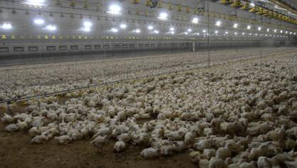 Nog tot 31 december kan je de DGZ-enquête invullen om de risico’s rond bioveiligheid op je bedrijf in kaart te brengen.