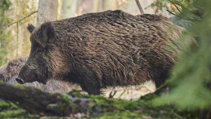 Stel je in je gewassen of bij je vee schade vast die door wilde dieren is veroorzaakt, dien dan zo snel mogelijk een aanvraag tot vergoeding in bij het Agentschap voor Natuur en Bos.