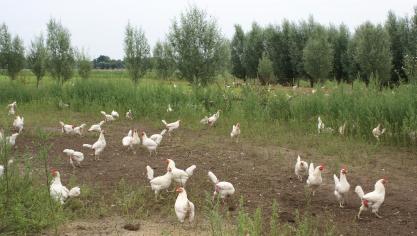 De bron van de blootstelling van de Canadese tiener aan vogelgriep is nog niet bekend.